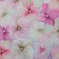 Preview: NANO-Softshell Fiete, Blumen, rosa/pink