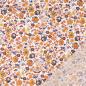 Preview: Baumwoll Voile mit kleinem blumigen Digitaldruck