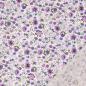 Preview: Baumwoll Voile mit kleinem blumigen Digitaldruck